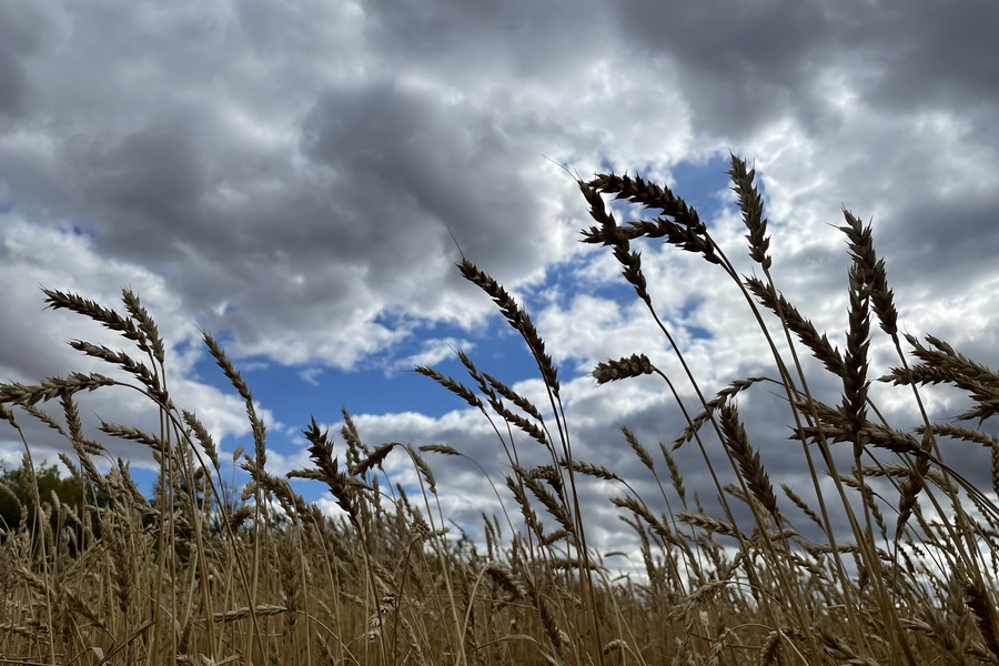 Цены на пшеницу подпрыгнули на 5%