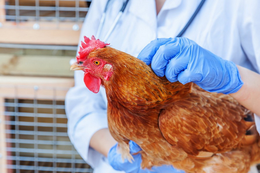 В Северо-Казахстанской области зарегистрирована вспышка птичьего гриппа
