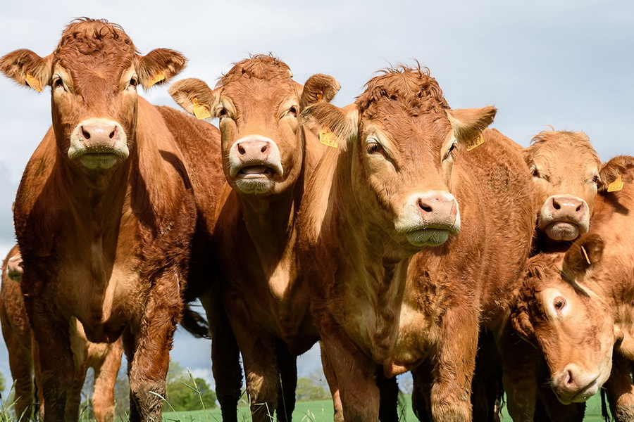 Правительство продлило запрет на экспорт живого скота на полгода