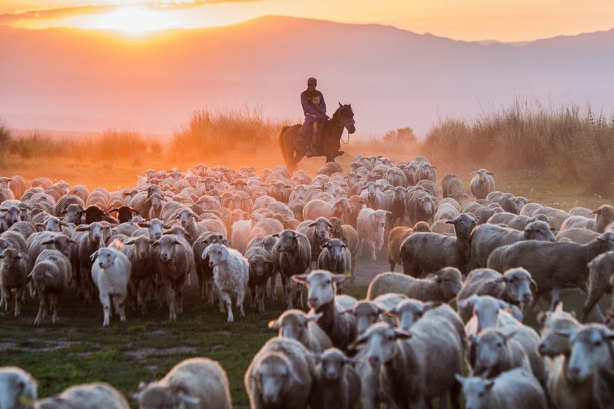 Животноводство Казахстана: сверхценная идея агропрома