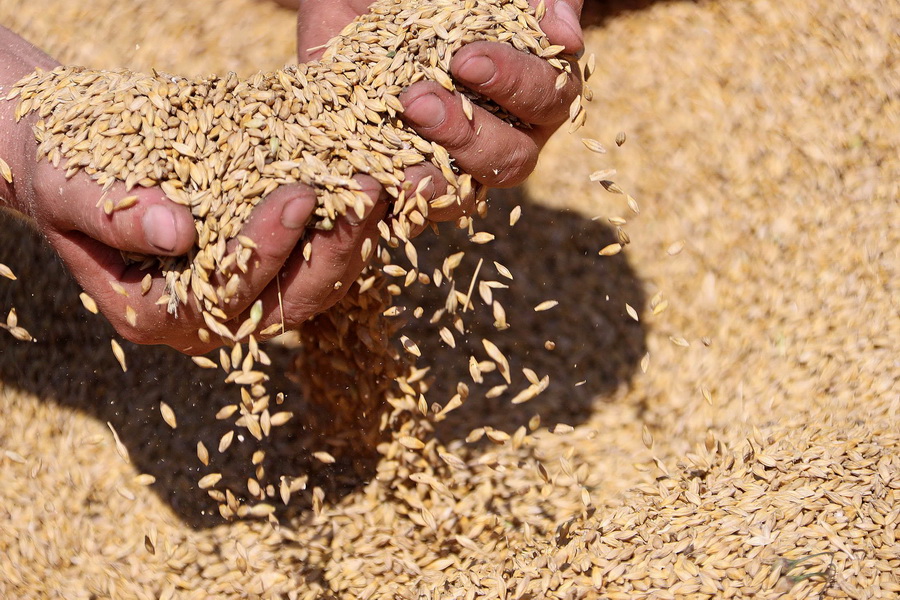 Прогноз по сбору пшеницы в России снизили на 7 млн тонн 