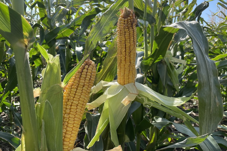 Урожай кукурузы гниёт в Жетысу