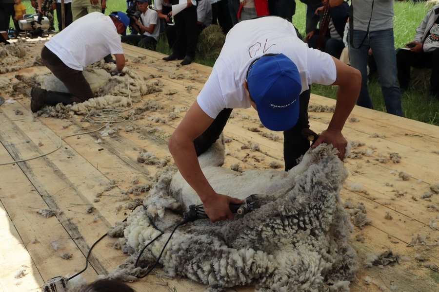 В Казахстане проведен первый конкурс овцеводов