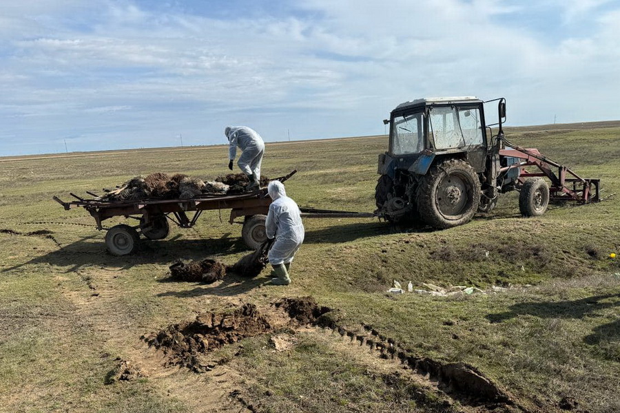 В Казахстане подтопило 10 сибиреязвенных захоронений