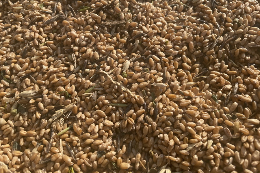 Реальной ценой казахстанской пшеницы названы 150 тыс. тенге/тонна