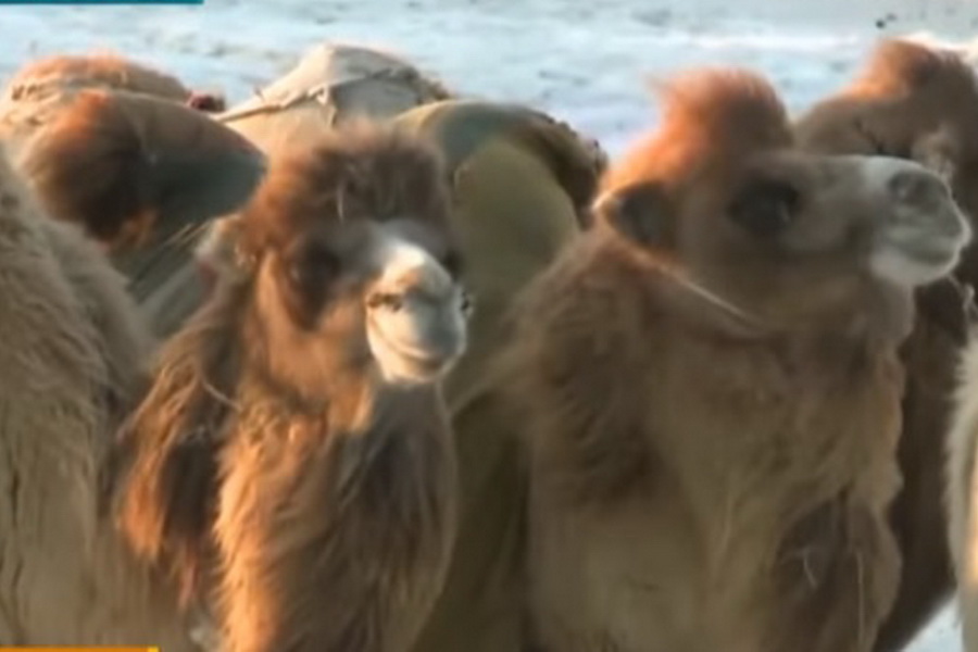 Сухое верблюжье молоко начнут производить в Кызылординской области