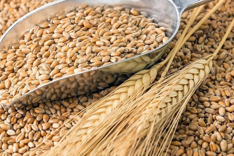 Запасы зерновых в Казахстане снизились до 4 млн тонн