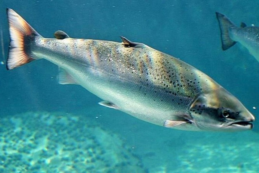 Минэкологии обновило правила субсидирования аквакультуры