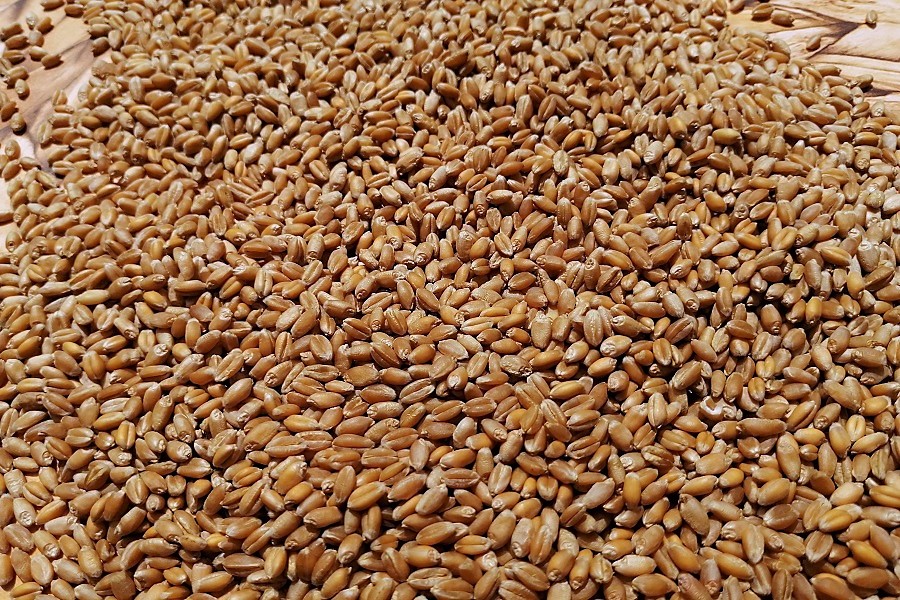Реализуем зерно. Зерна пшеницы в жёлтой упаковке. Пять тонн пшеницы. Калорийность зерновых и бобовых фураж.