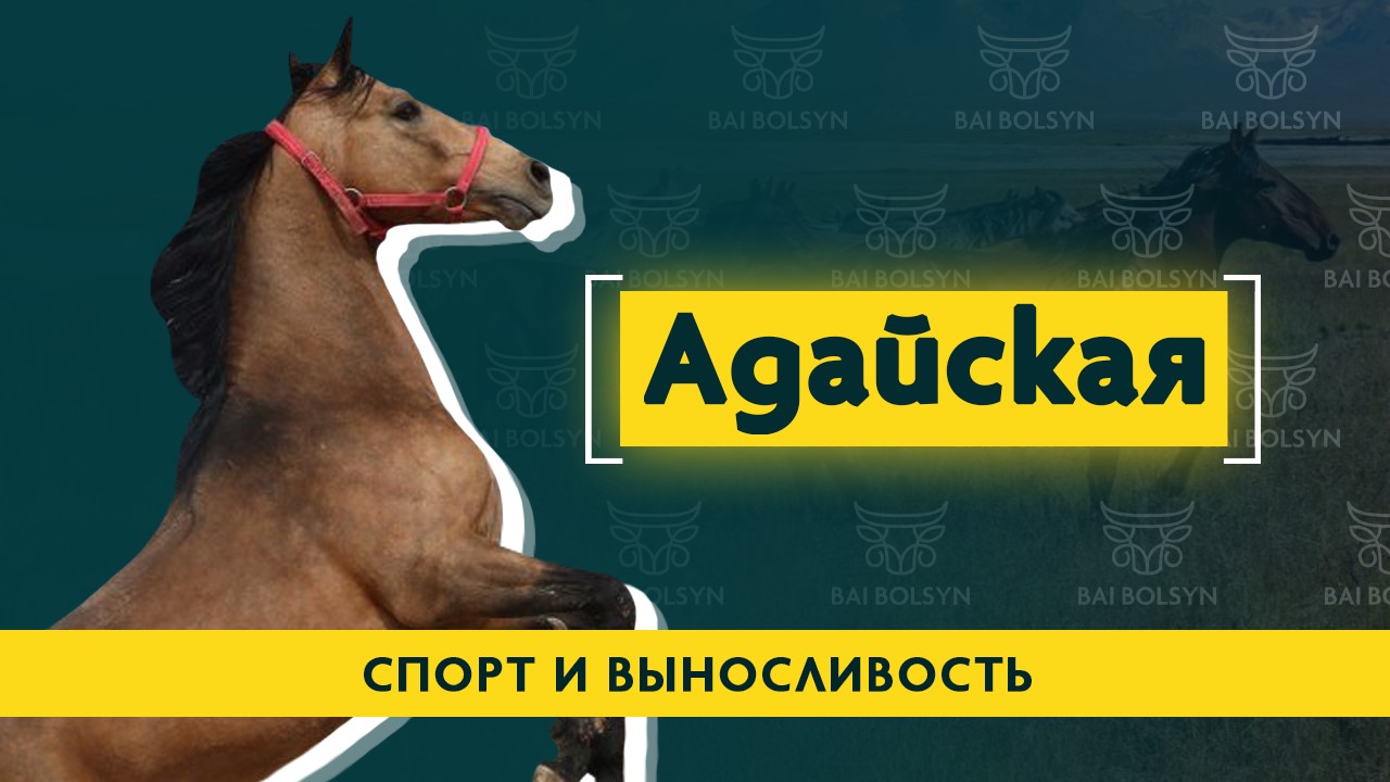 Адайская лошадь — спортивная порода с богатой историей. Генетика, содержание и преимущества