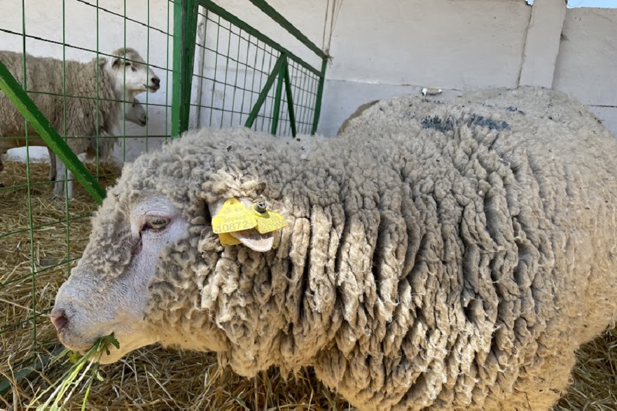 В Актобе из овечьей шерсти будут производить теплоизоляционные материалы 