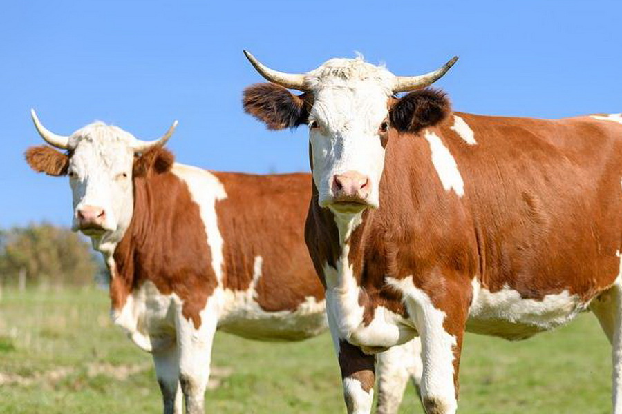 В Акмолинской области скот заражается неизвестной болезнью 