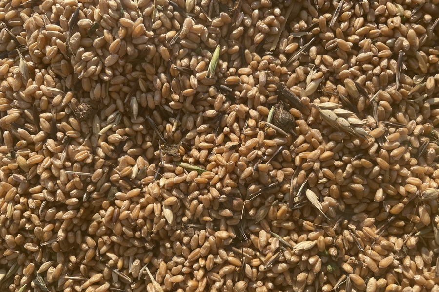 В Казахстане за два дня отгрузили на экспорт 110 тыс. тонн пшеницы