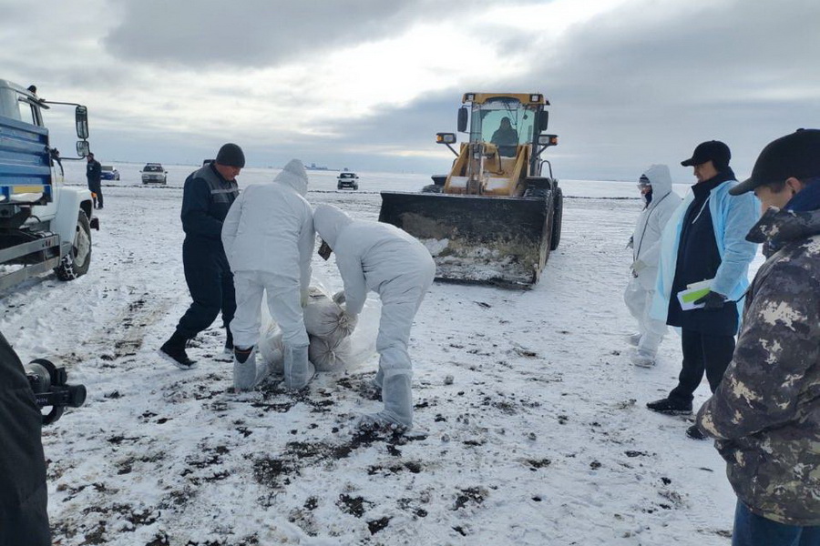 Более 30 бесхозных захоронений очагов сибирской язвы выявили в Жетысу
