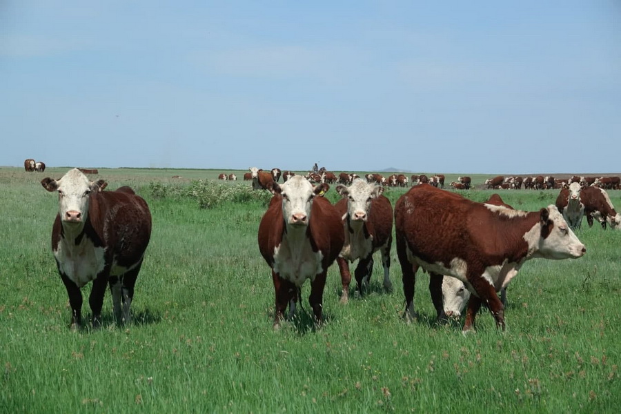 В Акмолинской области строят 112 мясных ферм