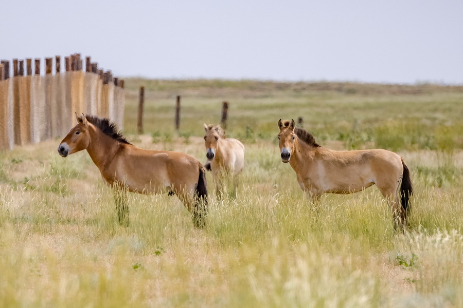 Лошади Пржевальского хорошо адаптировались в Казахстане