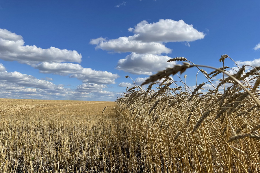 Пик цен на пшеницу ожидается весной