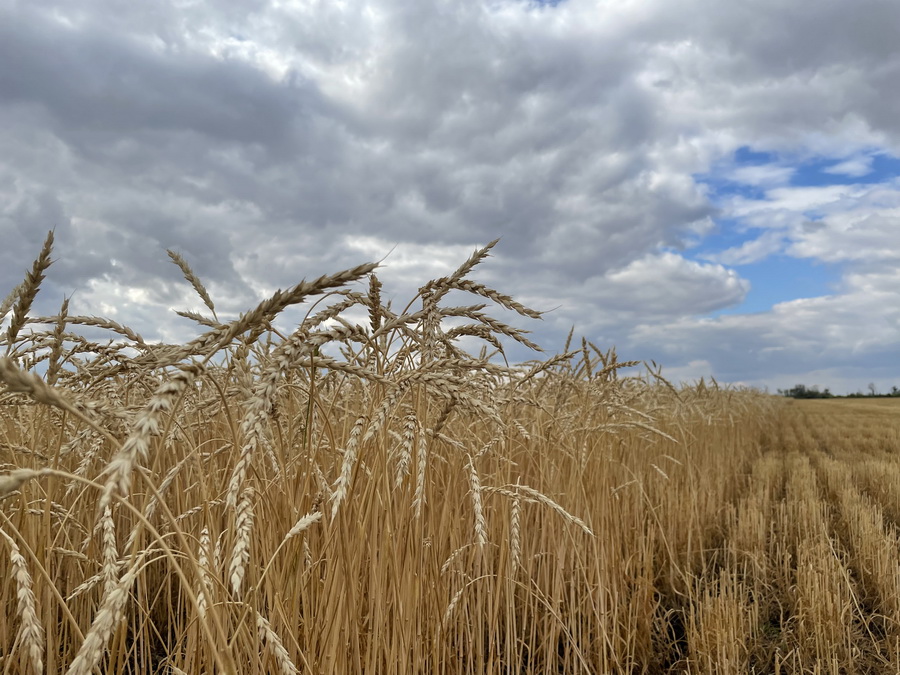 Казахстанские фермеры ждут роста цен на семена пшеницы