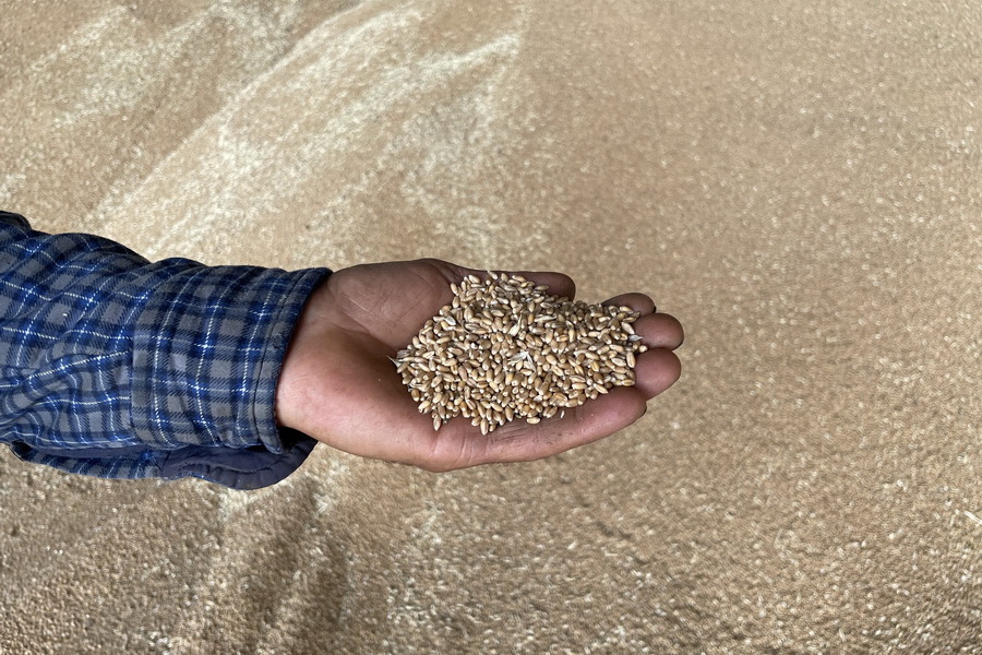 Российская пшеница грозит обвалом рынку зерна в Казахстане