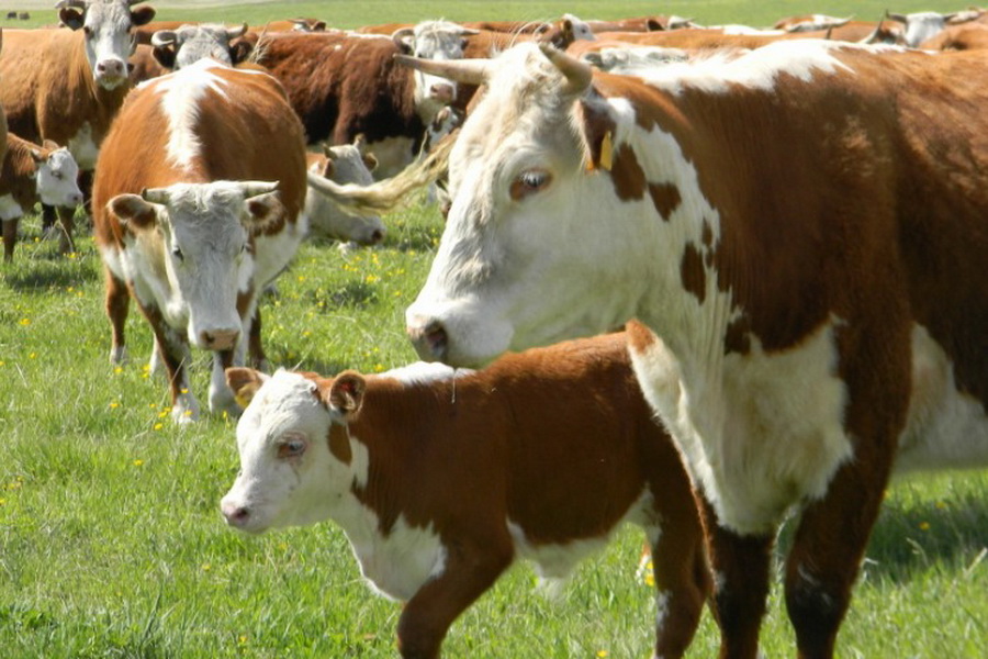 Запрет на вывоз скота планируют продлить на полгода