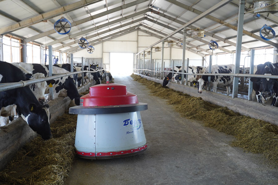 Роботы трудятся на молочной ферме в Туркестанской области