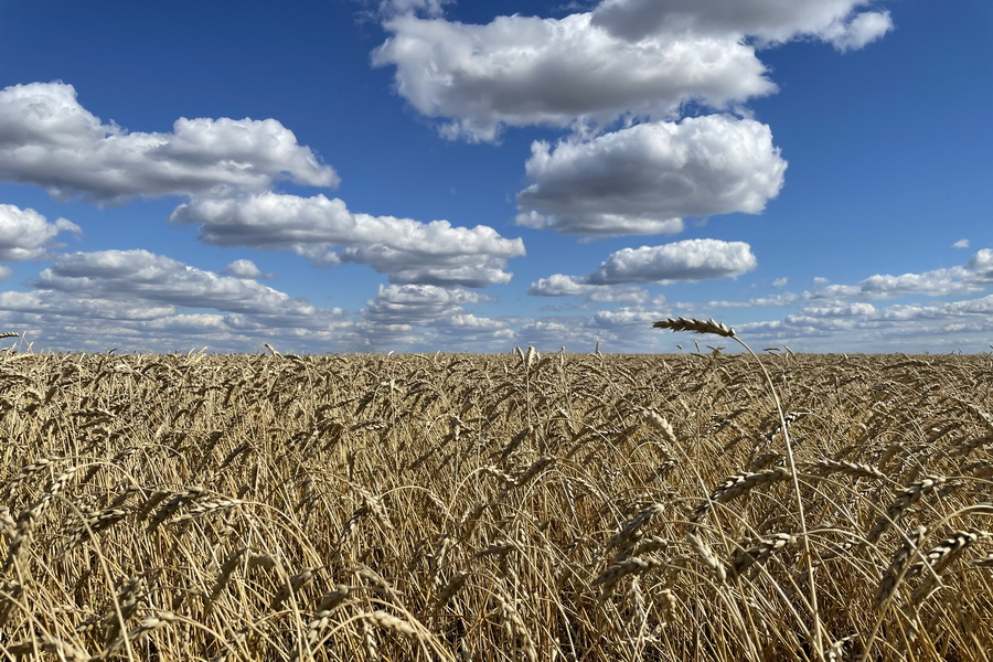 Цена пшеницы в РК перешагнула 120 тыс. тенге