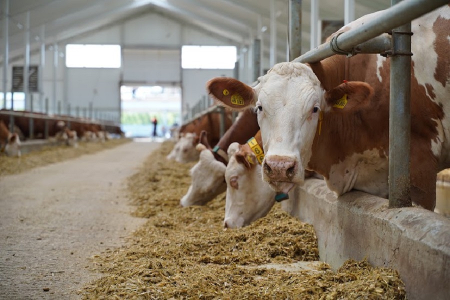 65 молочных ферм запустят в Казахстане в рамках Большого проекта