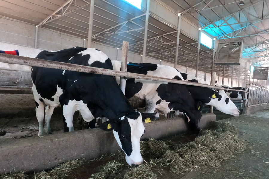 ТОП-30 молочных ферм Казахстана по удоям в 2021 году