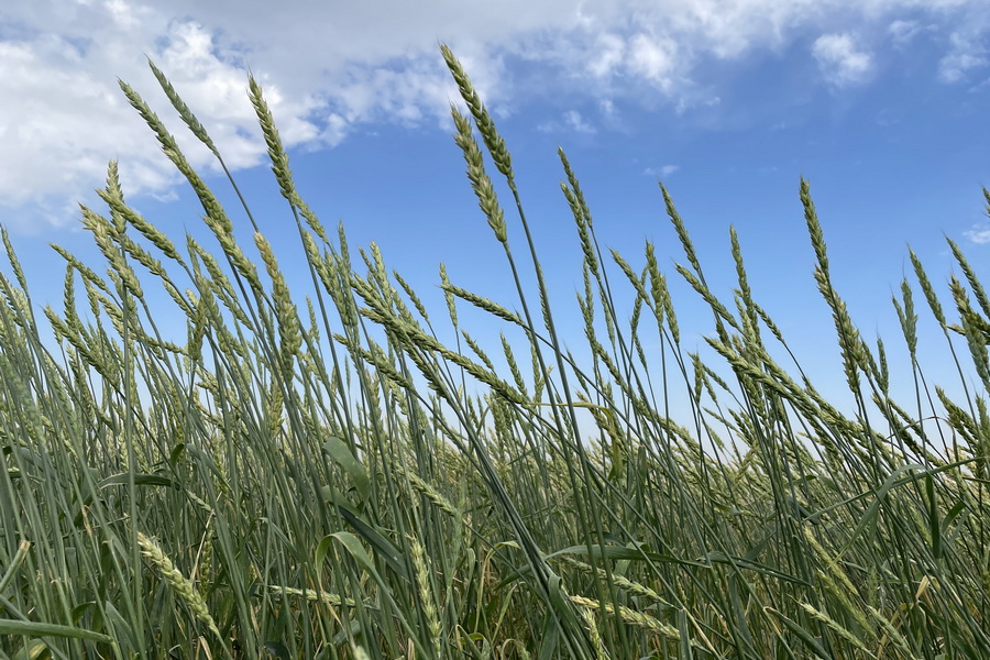 Быстрее распродавать зерно посоветовали фермерам Казахстана