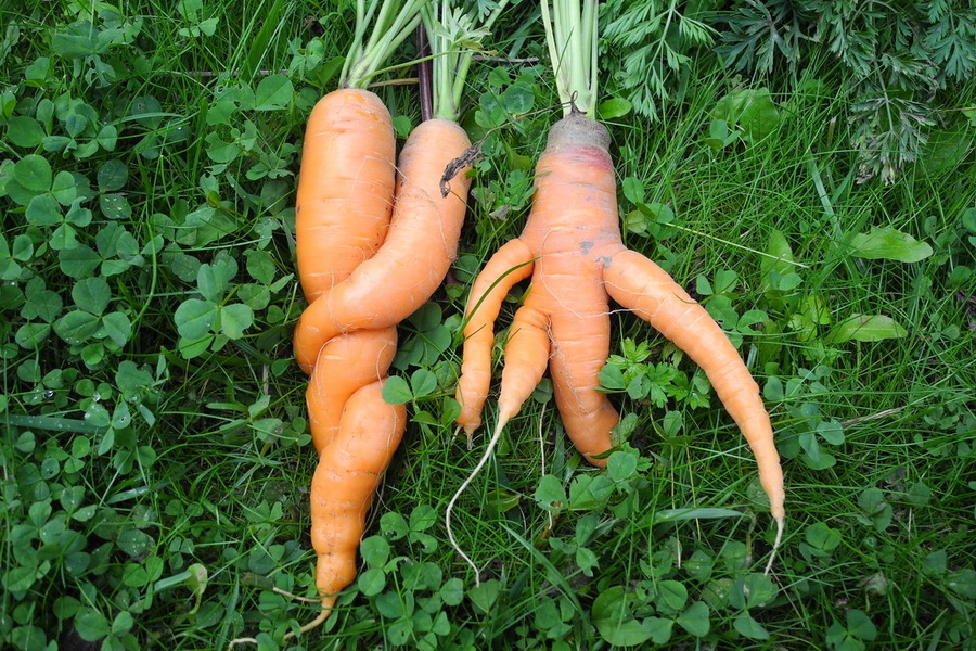 Запас моркови в Казахстане превышает 200 тыс. тонн