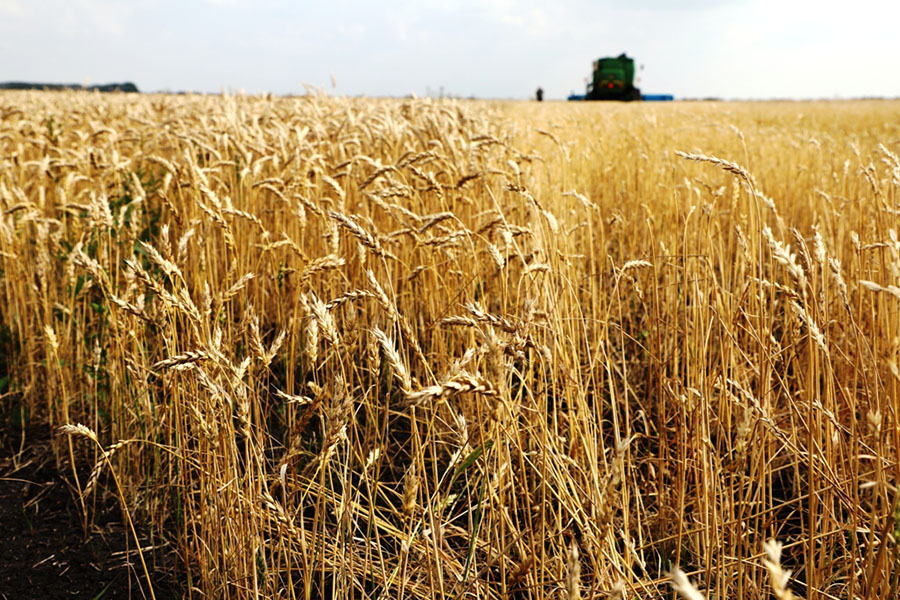 Топ-15 стран-производителей пшеницы