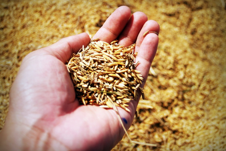 За тонну озимой пшеницы на ETS предложили 89 тыс. тенге
