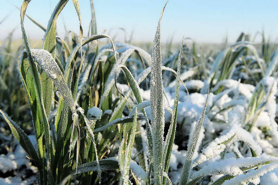 Озимым зерновым грозит вымерзание на юге и востоке РК  
