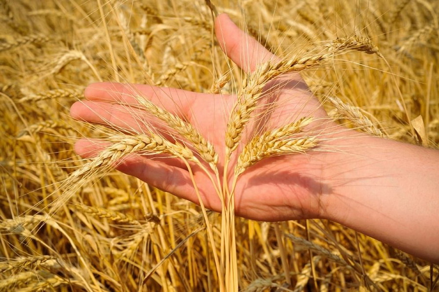 Токаев: урожайность пшеницы в РК может снизиться на 40%