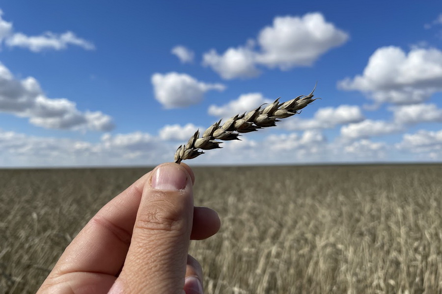Дефицит семян в Казахстане оценили в 1 млн тонн