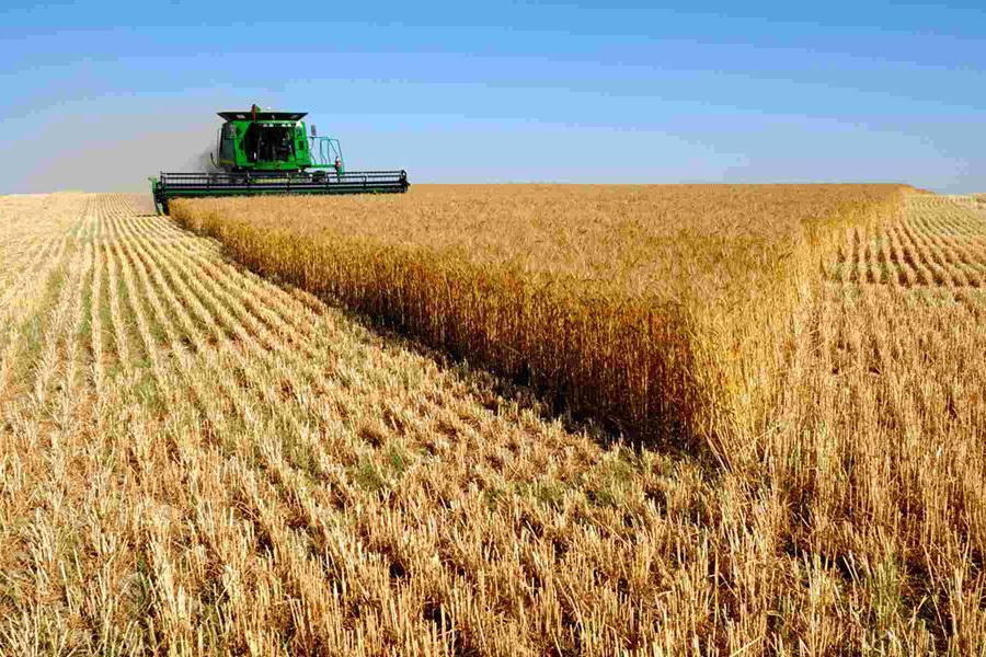 Падение цен на казахстанскую пшеницу ожидают в мае 