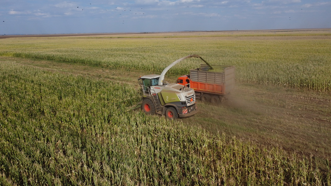 Урожай кукурузы на орошении превысил 350 ц/га