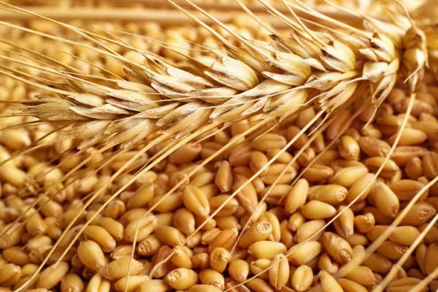 Запасы зерновых в РК к сентябрю превысили 6 млн тонн