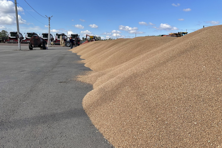  Продкорпорации предложили скупить фуражную пшеницу по 80 тыс. тенге/тонна