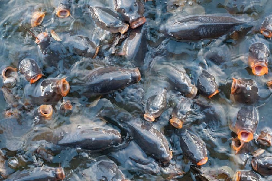 182 млрд тенге вложат в новые проекты рыбоводства в РК