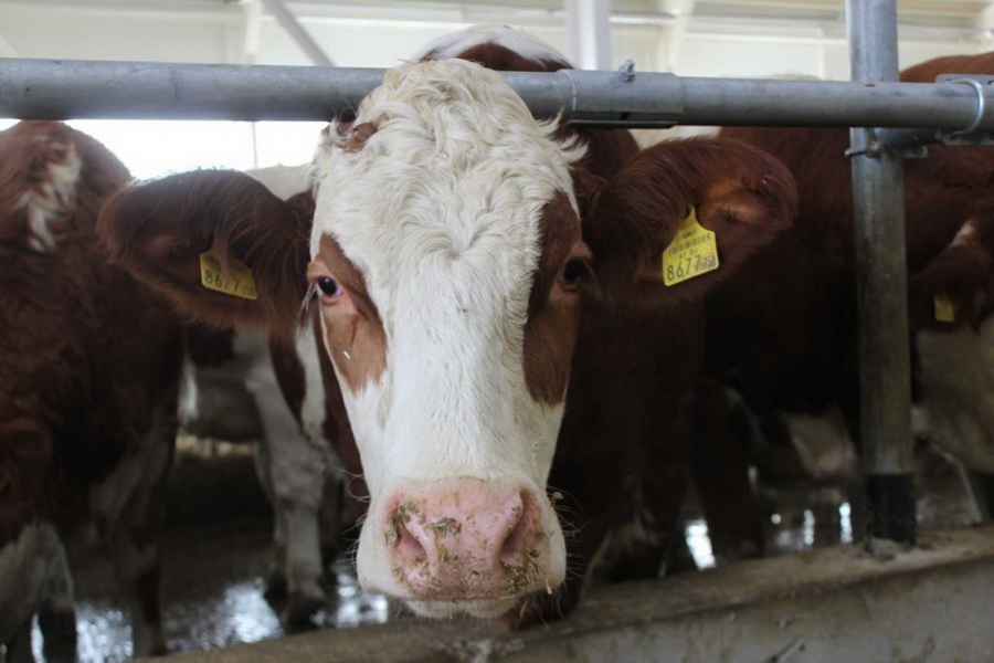 Казахстанские фермеры смогут застраховать скот от болезней