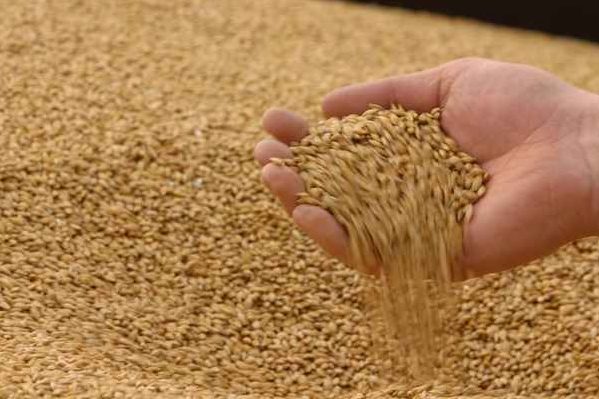 С начала 2020 г. Казахстан закупил 36 тыс. т  алтайского зерна