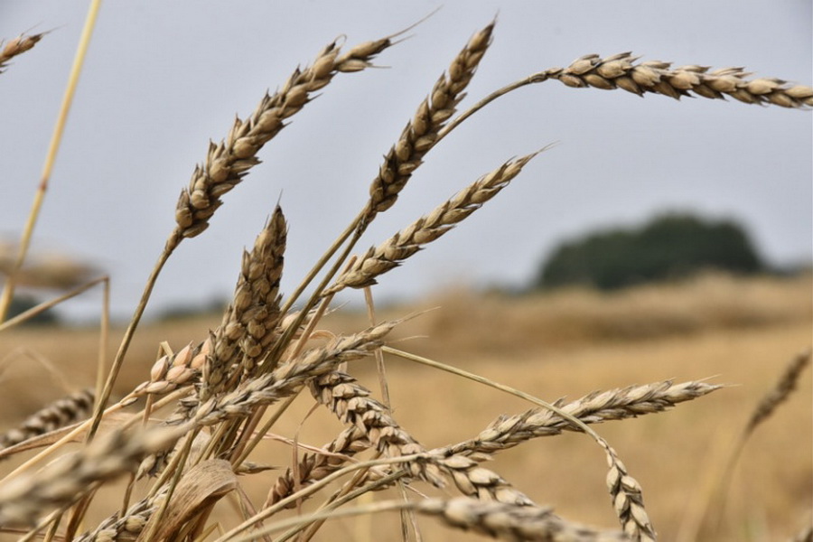 Снижение урожайности зерновых на 30-40% прогнозируют в Казахстане