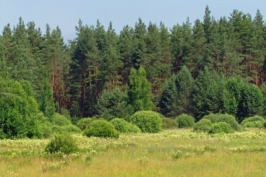 В КАТУ создается факультет лесного хозяйства