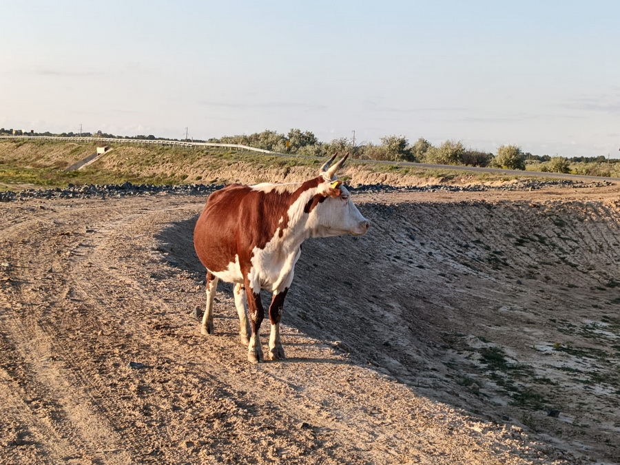 Что сдерживает развитие ветеринарной фармацевтики в Казахстане