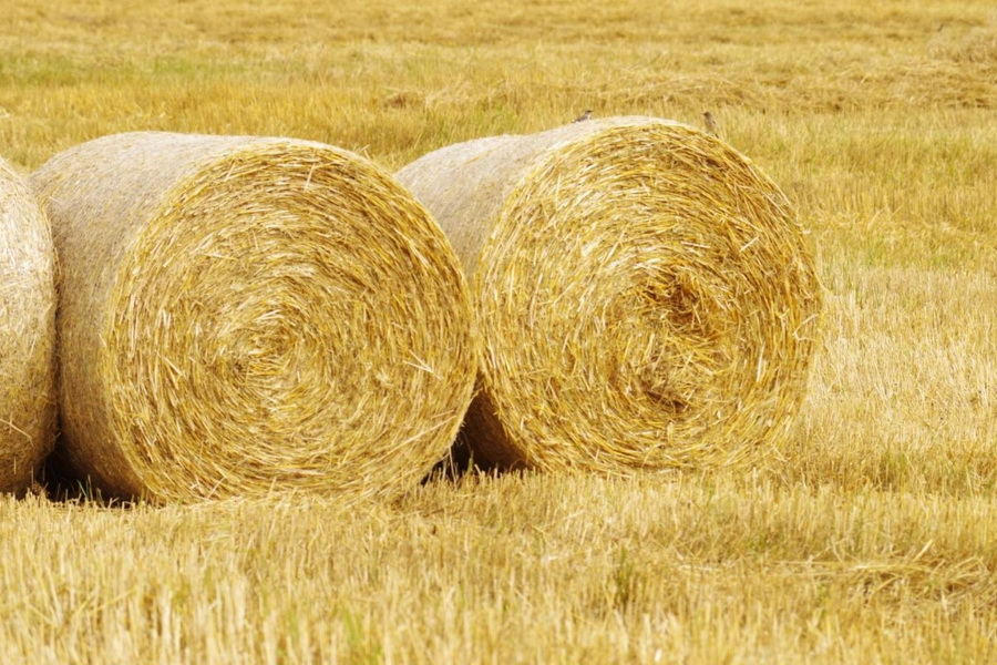 В Казахстане заготовлено 31,8 тыс. тонн кормов