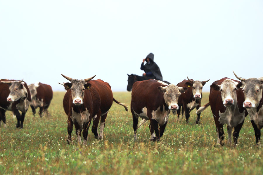 В Казахстане отмечают день животноводов