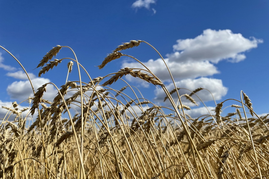 Резко снижен прогноз по квоте РФ на экспорт зерна 