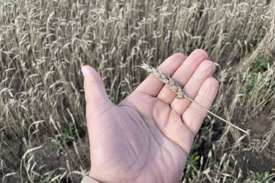 Неклассная пшеница подорожала до 70 тыс. тенге на спросе Китая и Афганистана