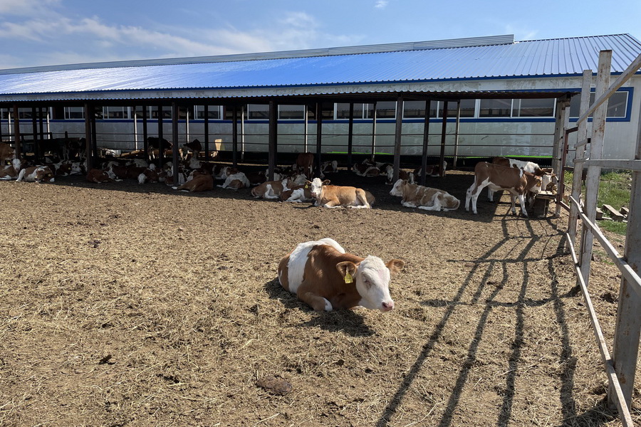 Молочную ферму в Акмолинской области пытаются лишить земли